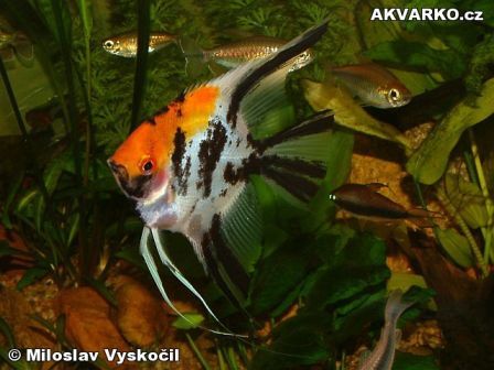 Skalára amazonská 